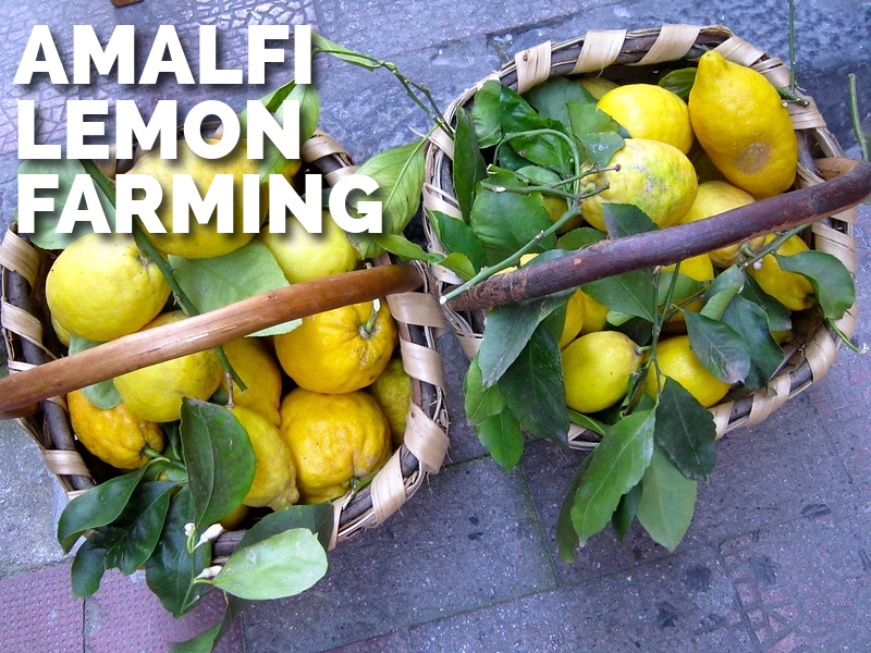 Mario the Organic Lemon Farmer: A Slice of Amalfi Sunshine at Il Gusto della Costa
